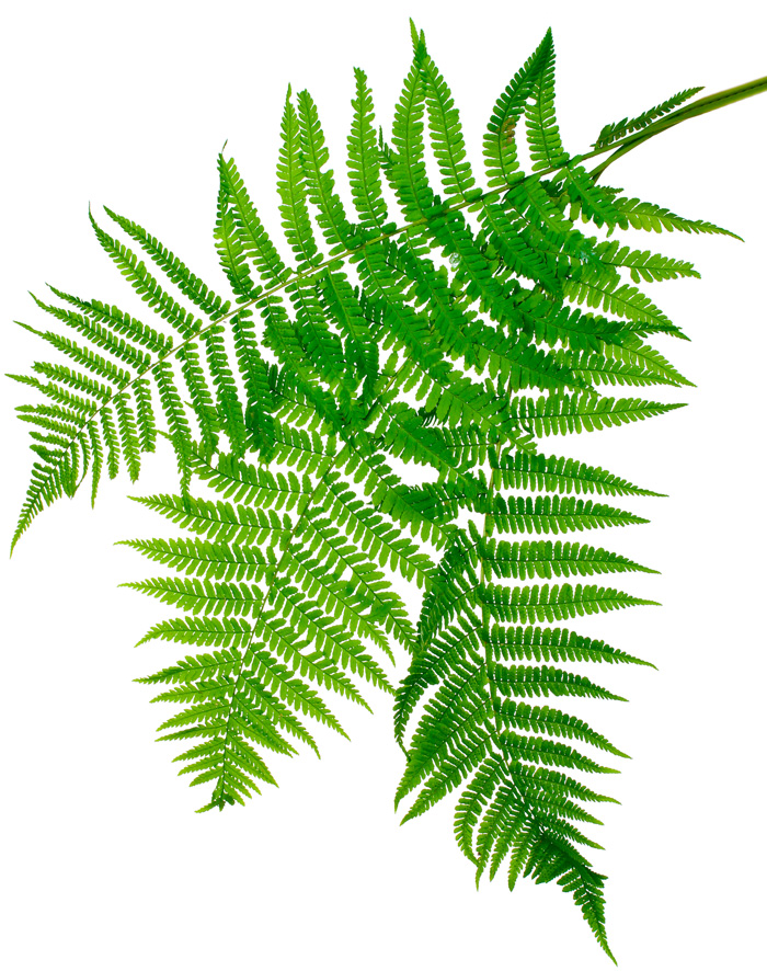 triple-fern-crop-web