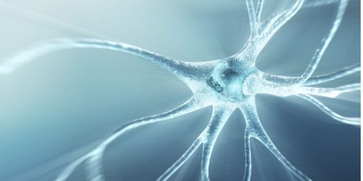 Neuron